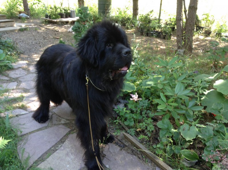 Фото: ньюфаундленд Злато Волмари Босс