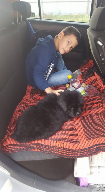 Фото: ньюфаундленд Цефей из Племени Кедра