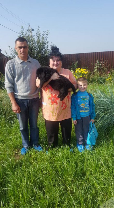 Фото: ньюфаундленд Церматт из Племени Кедра