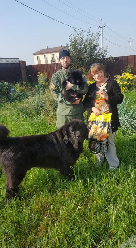 Фото: ньюфаундленд Цезарь Центурион из Племени Кедра