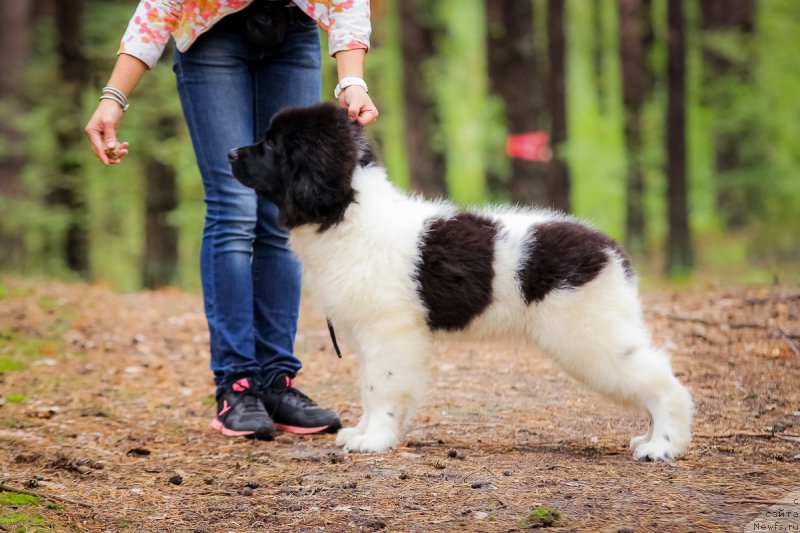 Фото: ньюфаундленд Супер Бизон Русская Рулетка (Super Bizon Russkaya Ruletka)