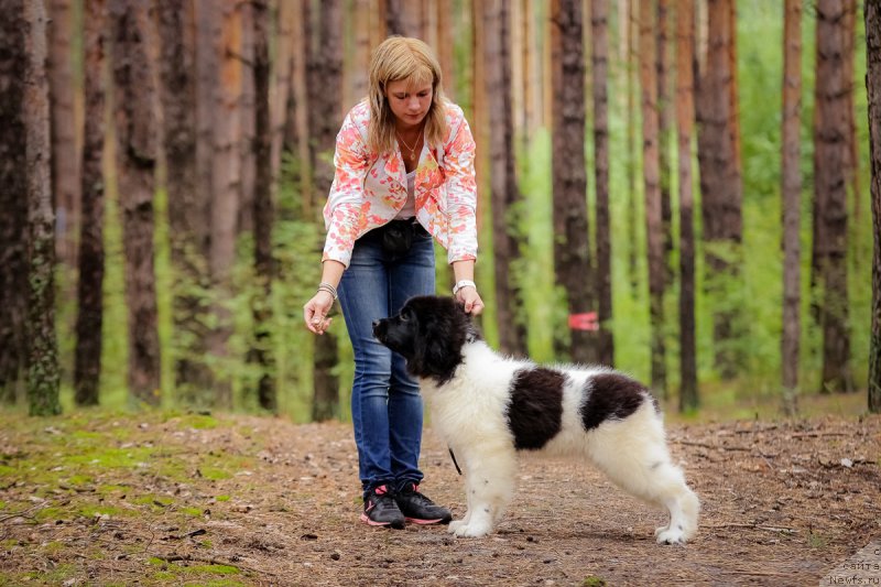 Фото: ньюфаундленд Супер Бизон Русская Рулетка (Super Bizon Russkaya Ruletka)
