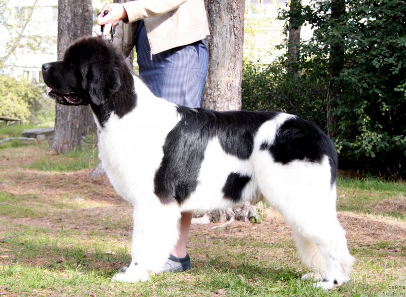 Фото: ньюфаундленд Oukaya Forever Le Grand Ami for-Akvian Song