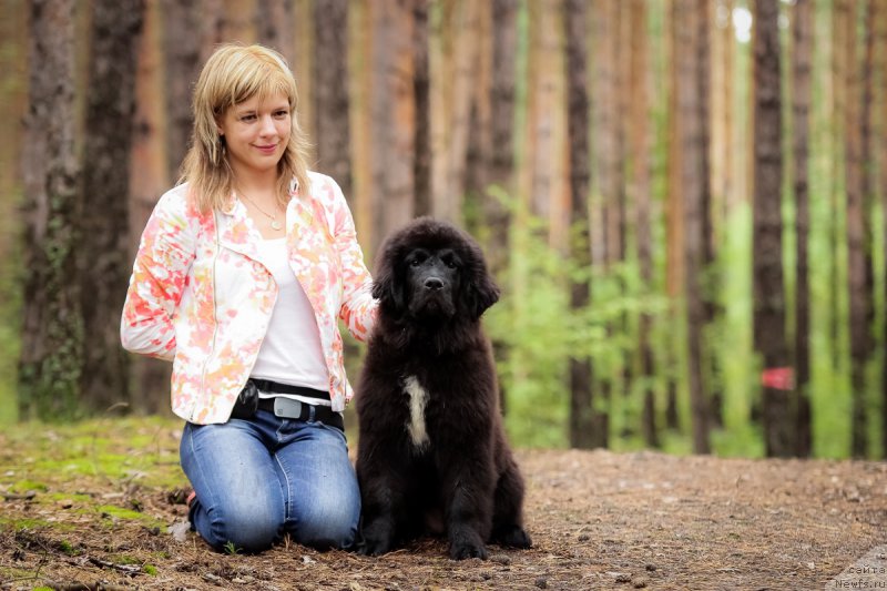 Фото: ньюфаундленд Сент Джонс Чеерфул Колорс оф Лайф (Sent Djons Cheerful Kolors of Life)