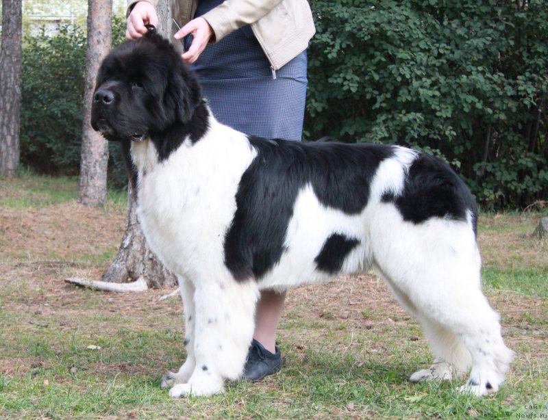 Фото: ньюфаундленд Oukaya Forever Le Grand Ami for-Akvian Song