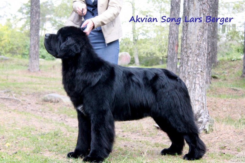 Фото: ньюфаундленд Аквиан Сонг Ларс Бергер (Akvian Song Lars Berger)