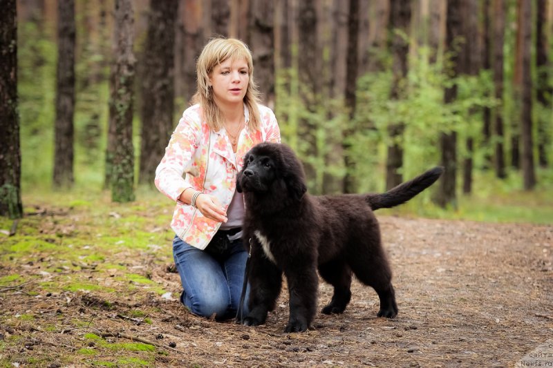 Фото: ньюфаундленд Сент Джонс Чеерфул Колорс оф Лайф (Sent Djons Cheerful Kolors of Life)