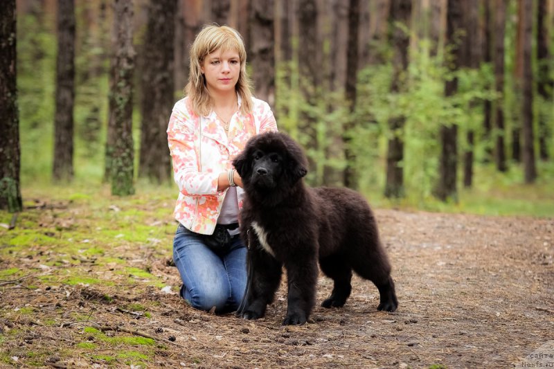 Фото: ньюфаундленд Сент Джонс Чеерфул Колорс оф Лайф (Sent Djons Cheerful Kolors of Life)
