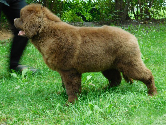 Фото: ньюфаундленд Хакку Шоколадный Медведь (Hakku Shokoladnyy Medved)