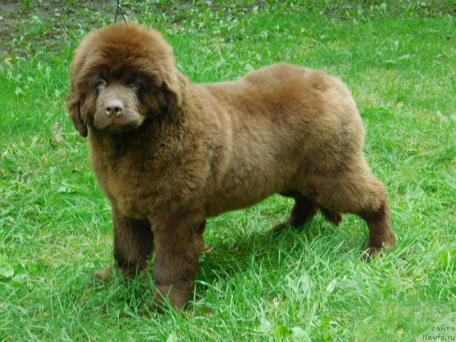 Фото: ньюфаундленд Хакку Шоколадный Медведь (Hakku Shokoladnyy Medved)