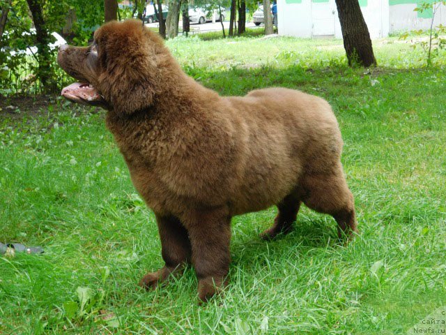 Фото: ньюфаундленд Хакку Шоколадный Медведь (Hakku Shokoladnyy Medved)
