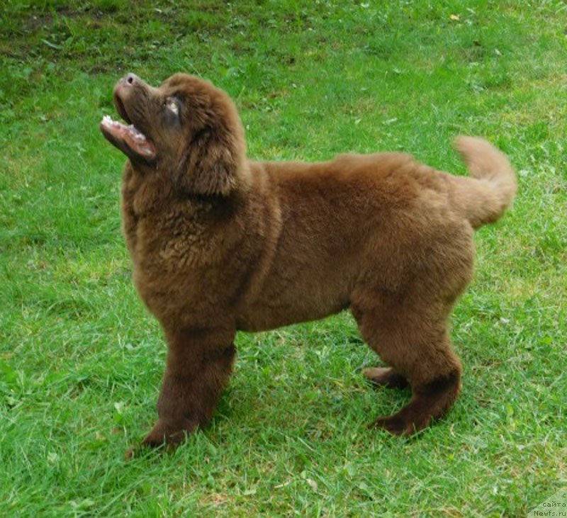 Фото: ньюфаундленд Хакку Шоколадный Медведь (Hakku Shokoladnyy Medved)