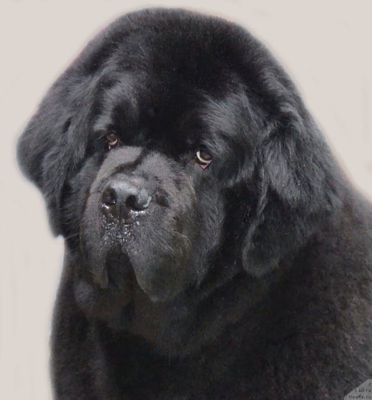Фото: ньюфаундленд Zhdanny Syn Vialiki Miadzvedz