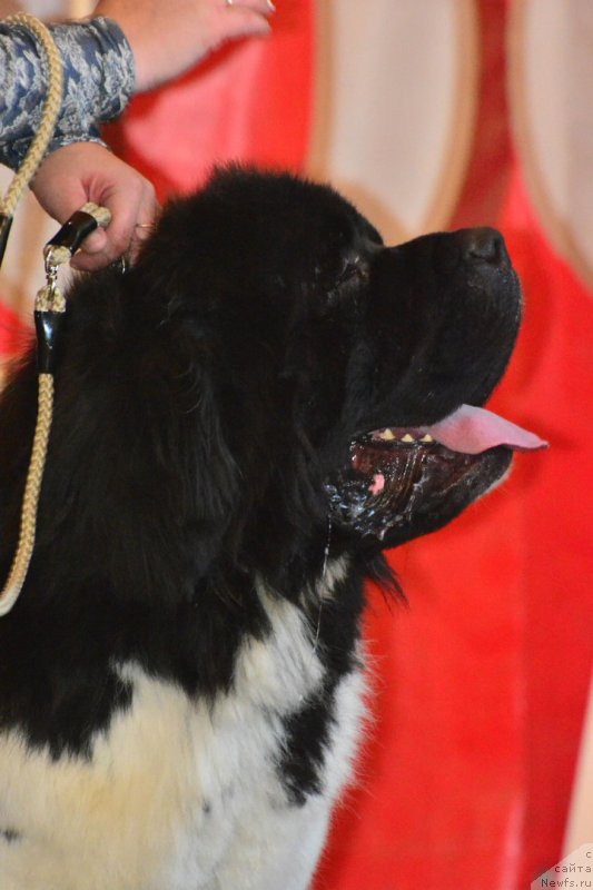 Фото: ньюфаундленд Степная Пальмира Единственный Мой