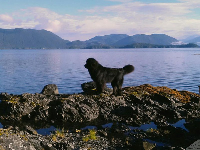 Фото: ньюфаундленд Черная Мафия Ангел Амонг Ус (Chernaya Mafia Аngel Among Us)