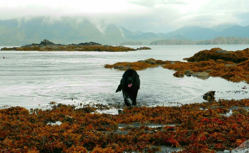 Фото: ньюфаундленд Черная Мафия Ангел Амонг Ус (Chernaya Mafia Аngel Among Us)