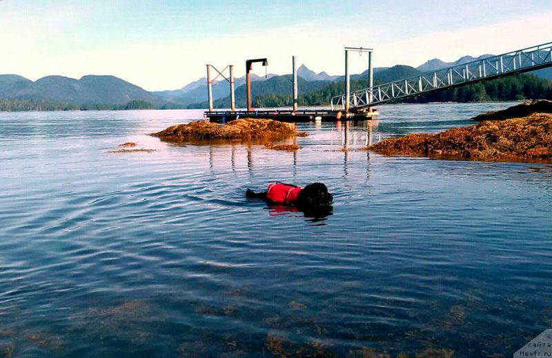 Фото: ньюфаундленд Черная Мафия Ангел Амонг Ус (Chernaya Mafia Аngel Among Us)