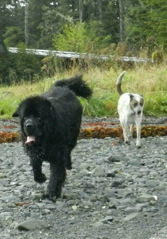 Фото: ньюфаундленд Черная Мафия Ангел Амонг Ус (Chernaya Mafia Аngel Among Us)