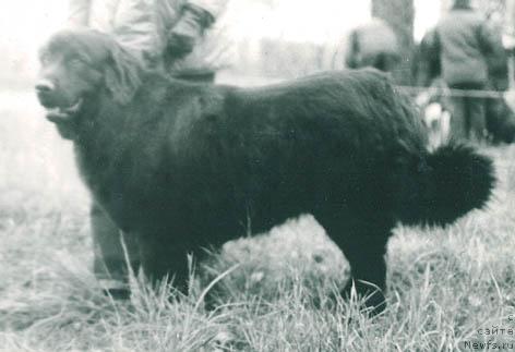 Фото: ньюфаундленд Мартина Ант