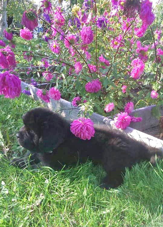 Фото: ньюфаундленд Цефей из Племени Кедра