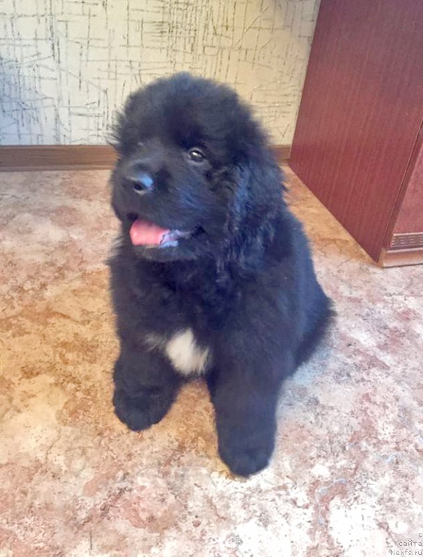 Фотография № 213925