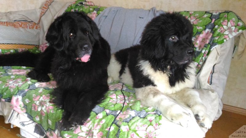 Фотография № 213926