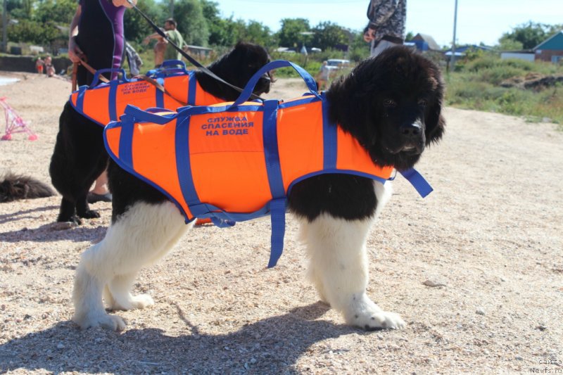 Фото: ньюфаундленд Супер Бизон Ришар