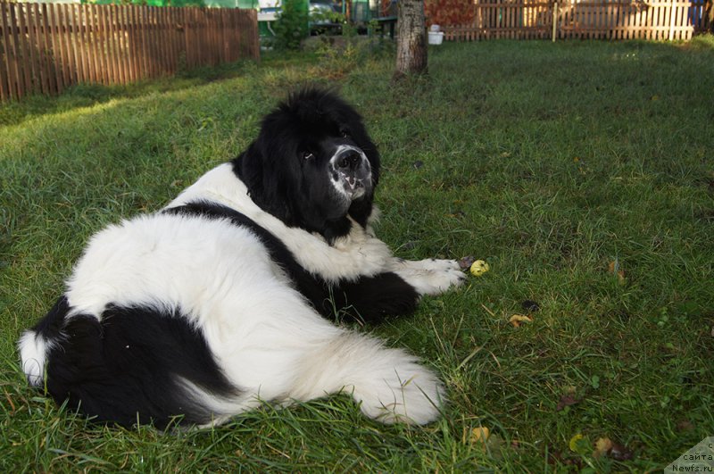 Фото: ньюфаундленд Супер Бизон Мурсиелага