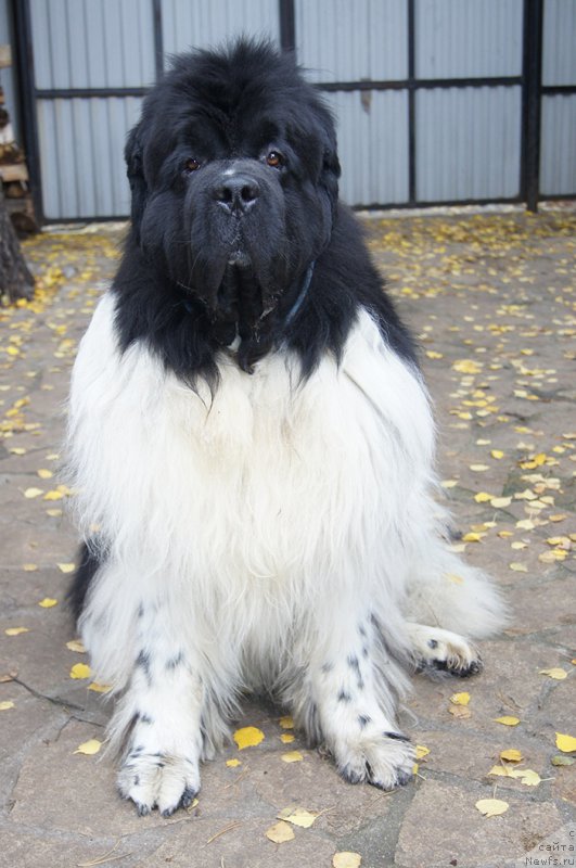 Фото: ньюфаундленд Супер Бизон Космос (Super Bizon Cosmos)