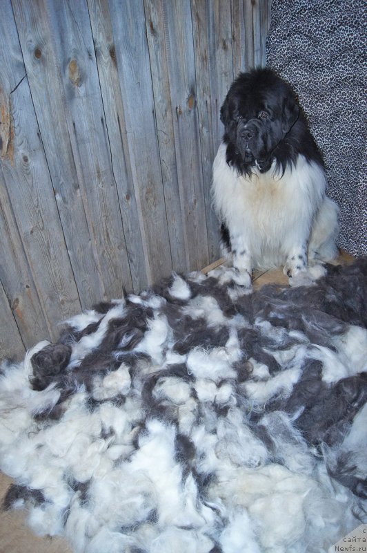 Фото: ньюфаундленд Супер Бизон Космос (Super Bizon Cosmos)