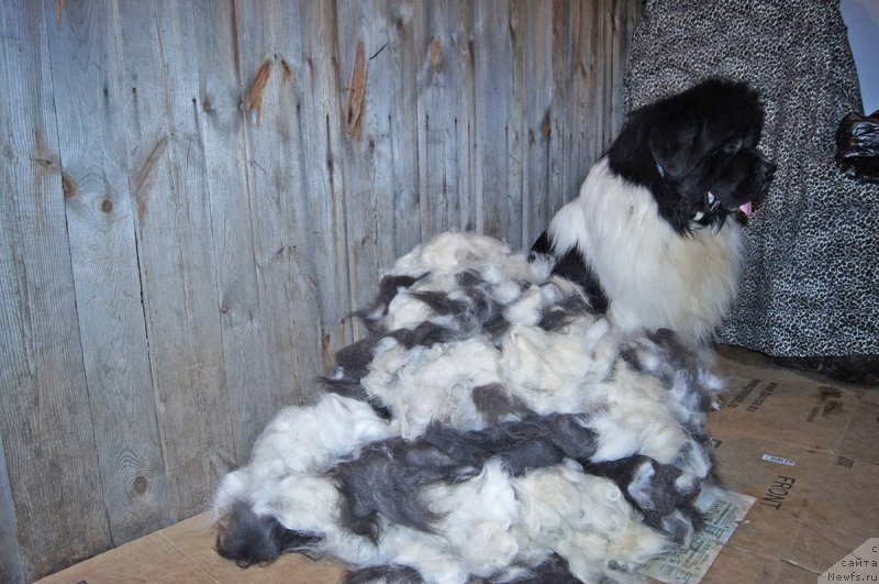 Фото: ньюфаундленд Супер Бизон Космос (Super Bizon Cosmos)