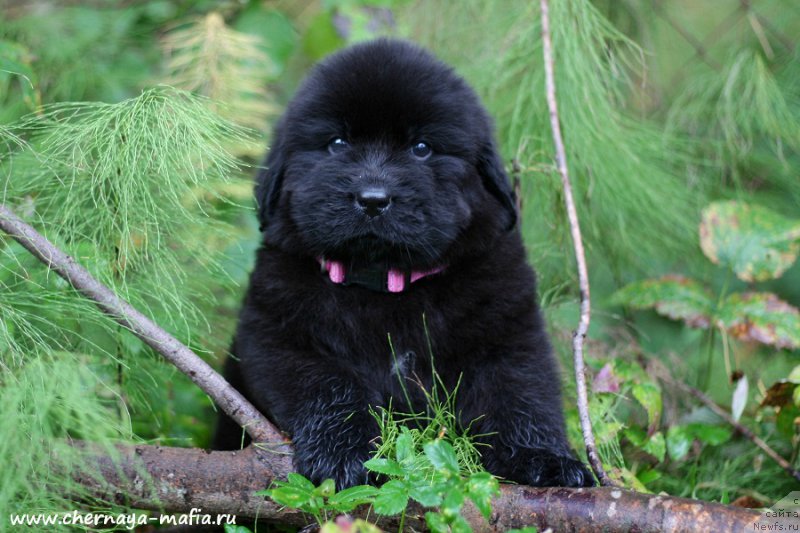 Фотография № 213940