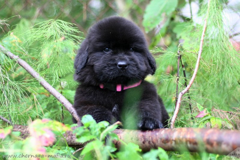 Фотография № 213941