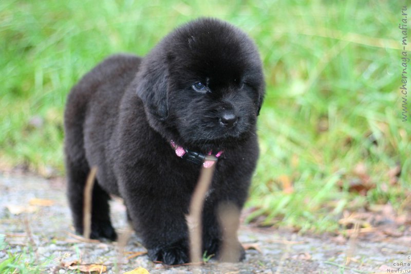 Фотография № 213943