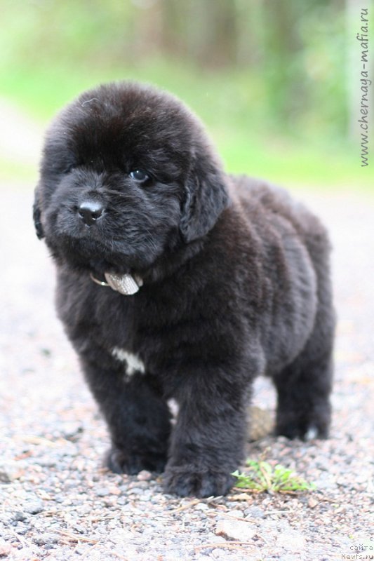 Фотография № 213945