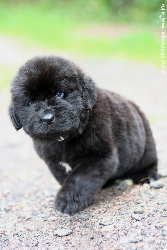 Фотография № 213946