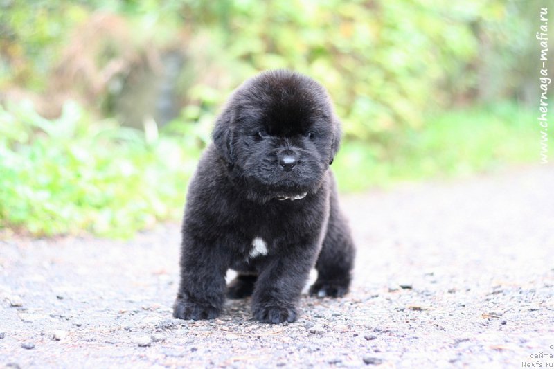 Фотография № 213948