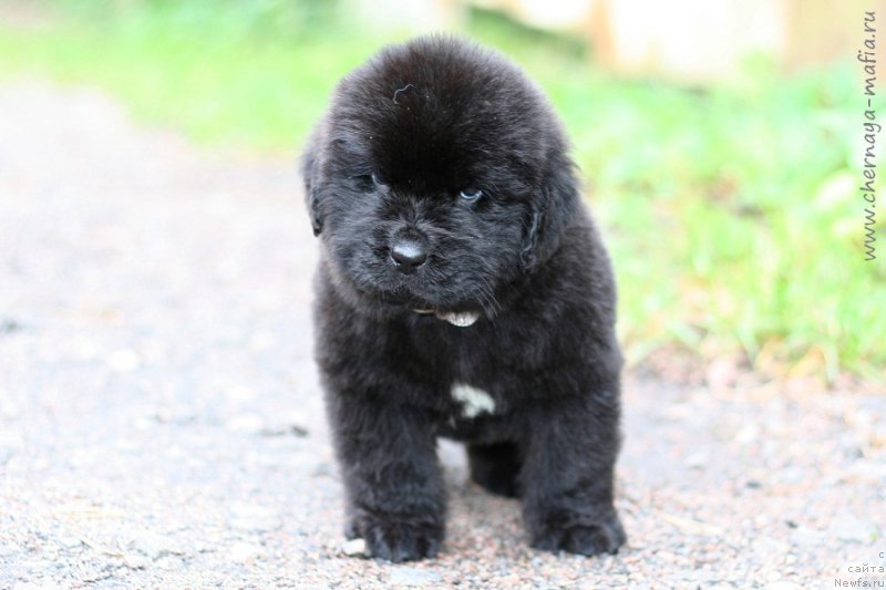 Фотография № 213950