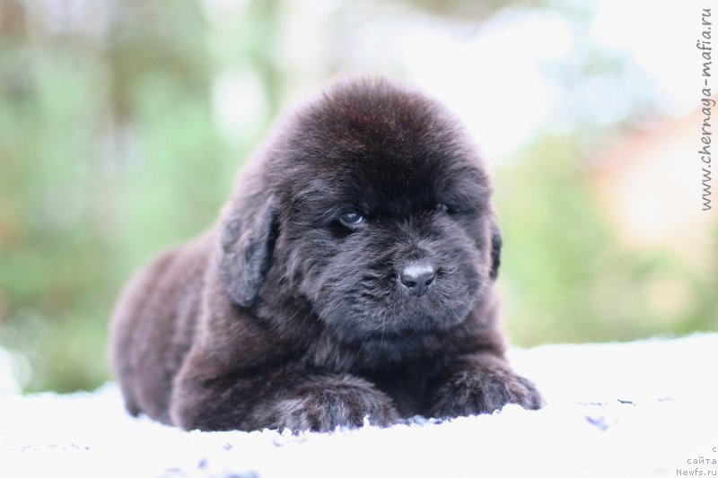 Фотография № 213951