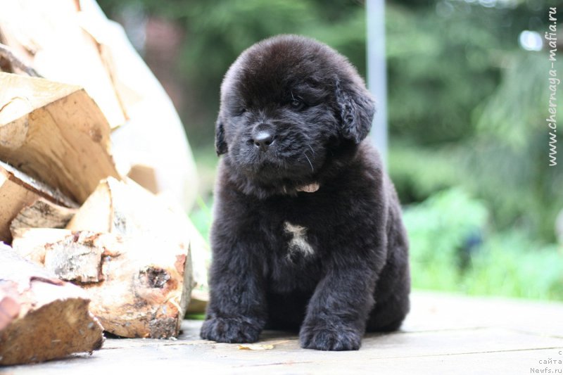 Фотография № 213953