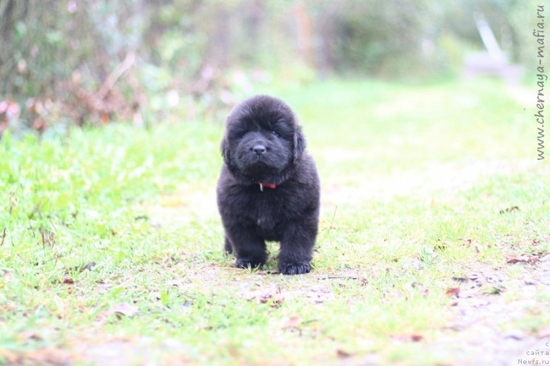 Фотография № 213954