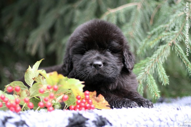 Фотография № 213958