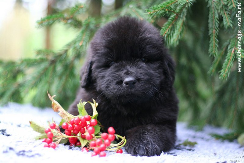 Фотография № 213959