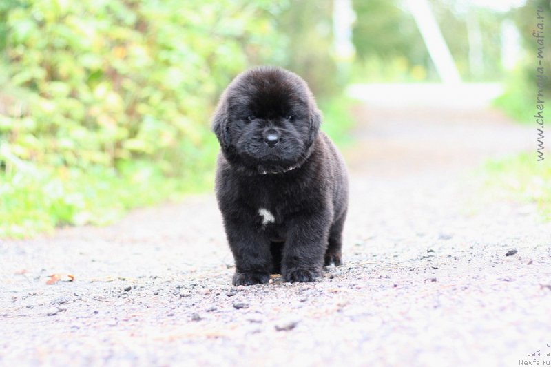 Фото: ньюфаундленд Черная Мафия Бе Коол (Chernaya Mafia Be Cool)
