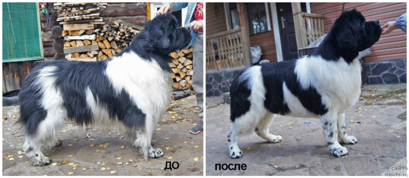 Фото: ньюфаундленд Супер Бизон Космос (Super Bizon Cosmos)