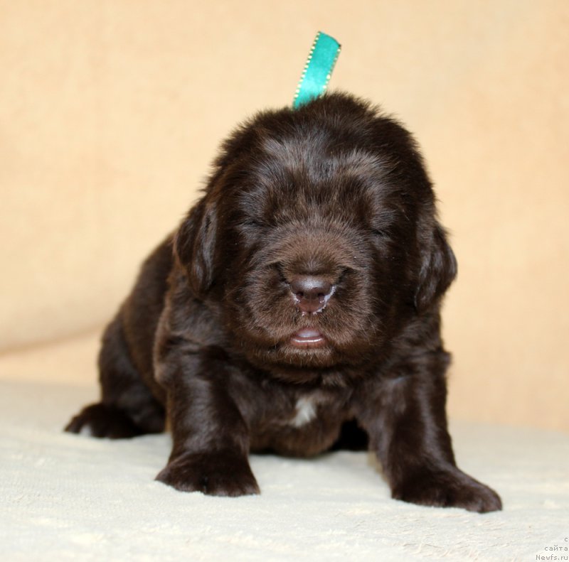 Фото: ньюфаундленд Браунблад МСК Аназер Лав Тендер Эбони (Brownblood MSK Another Love Tender Ebony)