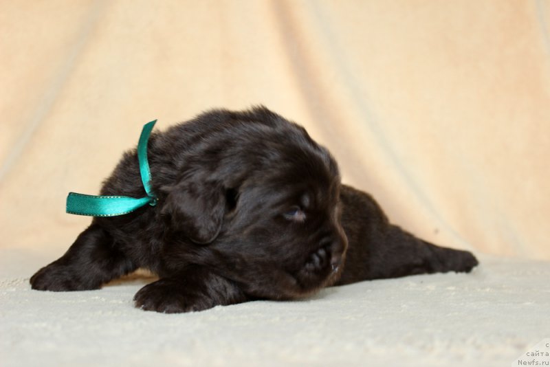 Фото: ньюфаундленд Браунблад МСК Аназер Лав Тендер Эбони (Brownblood MSK Another Love Tender Ebony)