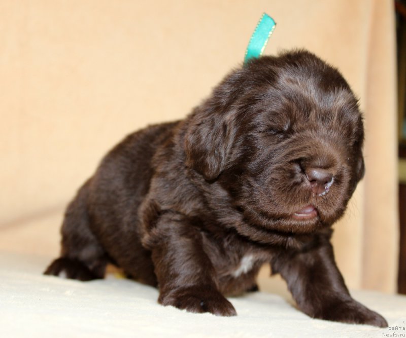 Фото: ньюфаундленд Браунблад МСК Аназер Лав Тендер Эбони (Brownblood MSK Another Love Tender Ebony)