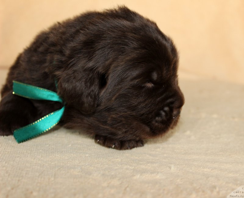 Фото: ньюфаундленд Браунблад МСК Аназер Лав Тендер Эбони (Brownblood MSK Another Love Tender Ebony)