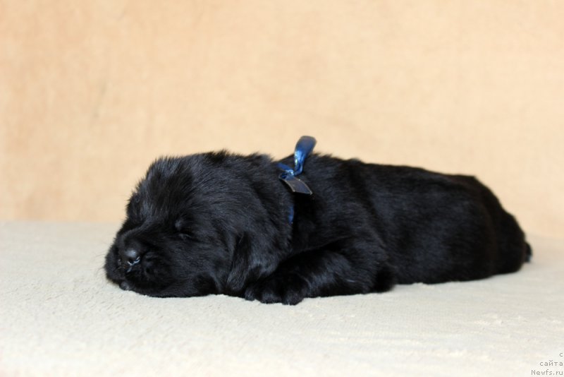 Фото: ньюфаундленд Браунблад МСК Амадей-Дефендер (Brownblood MSK Amadey-Defender)